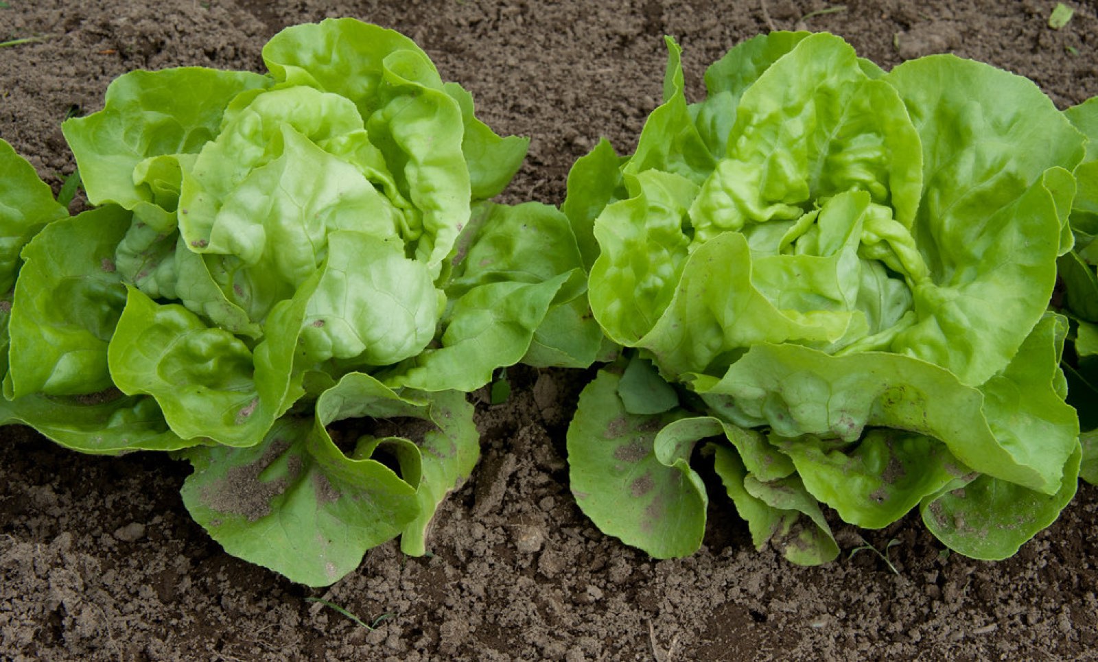 Lettuce growing in a home garden bed
