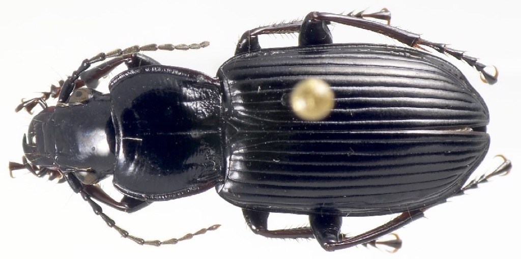 A shiny black ground beetle on soil