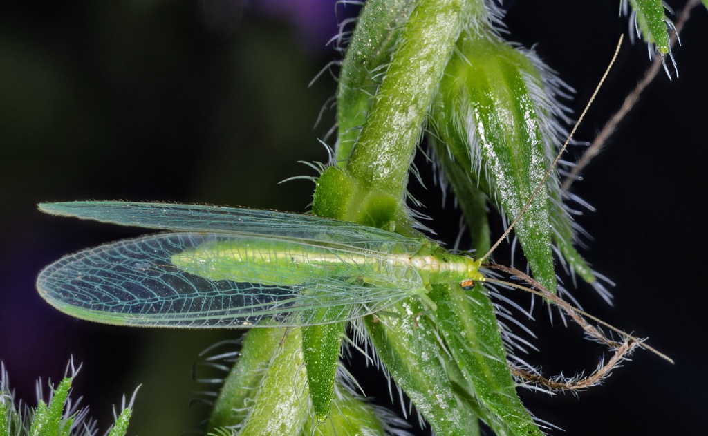 A green lacewing with translucent veined wings