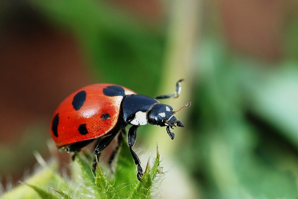 A red ladybug with black spots on a green leaf