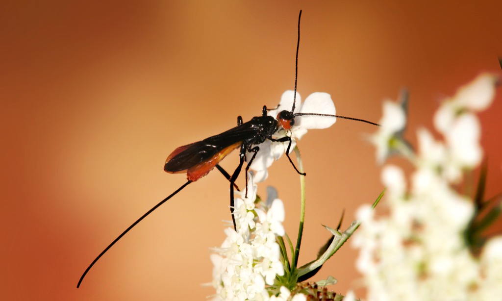 A close-up of a small braconid parasitic wasp