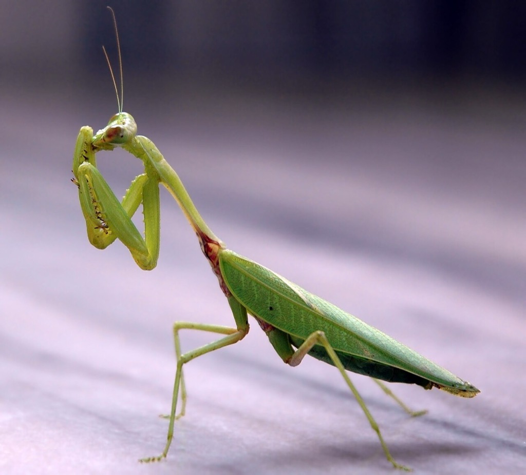 A green praying mantis on a plant stem