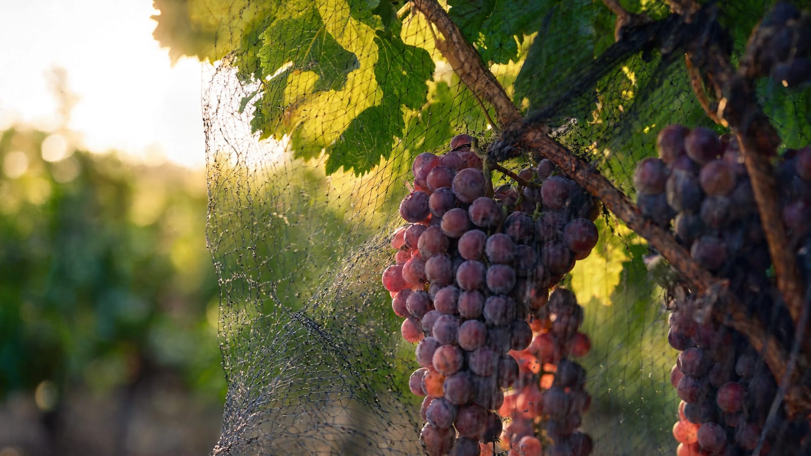 Grapes ripening safely behind protective netting