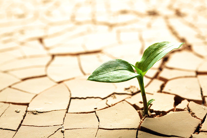 A green seedling growing up through dry, cracked soil