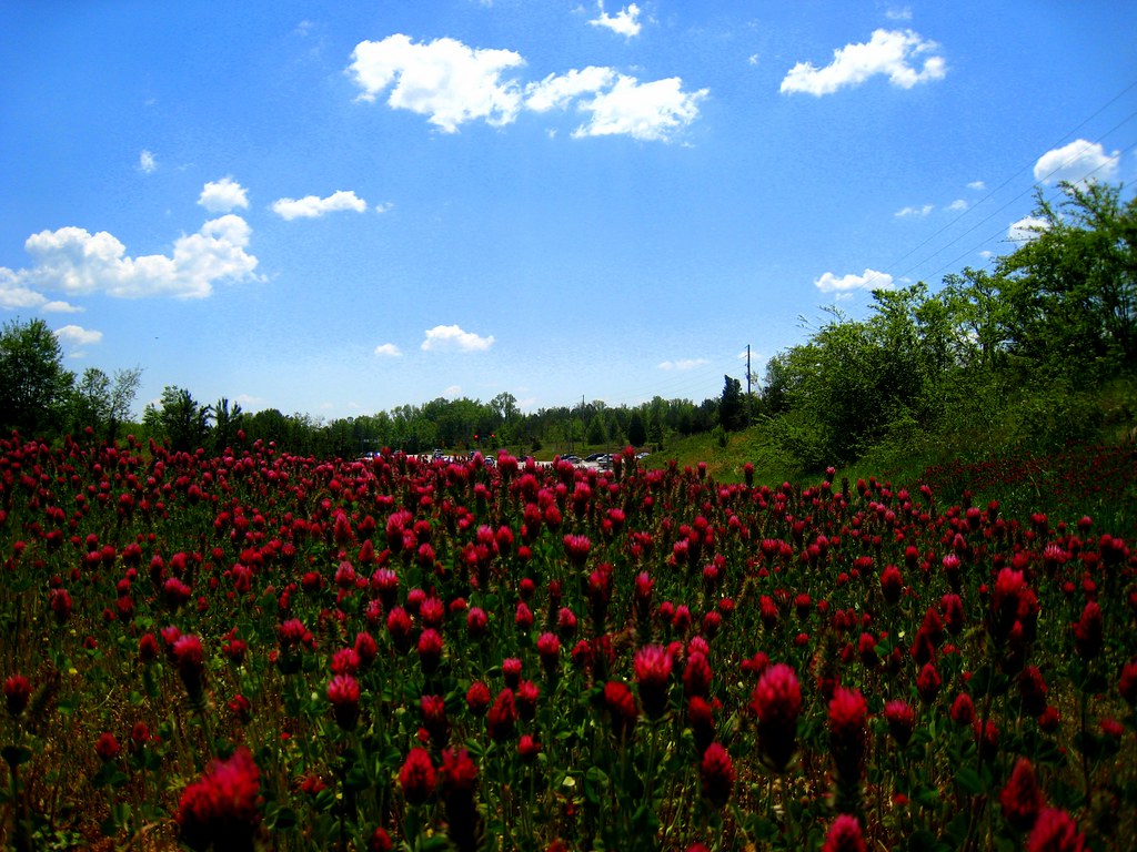 A field of crimson clover in full red bloom under a blue sky