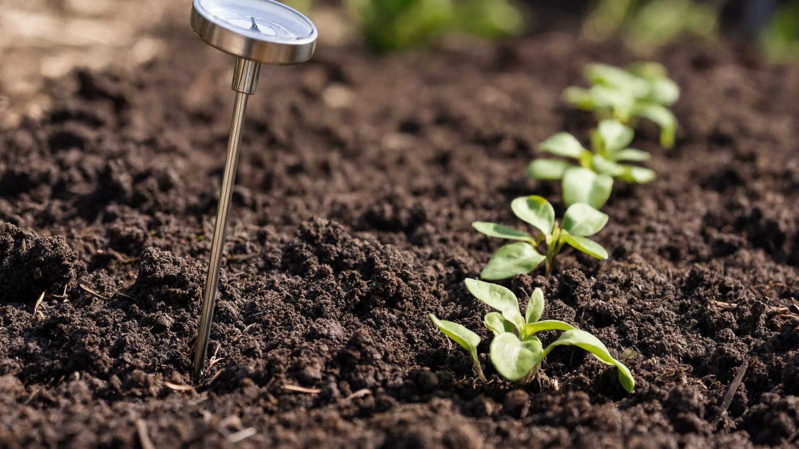 A soil thermometer reading the temperature of a garden bed