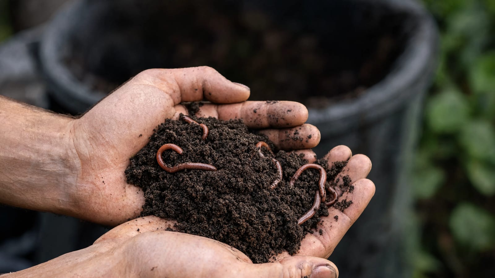 Hands holding earthworms in rich composting soil
