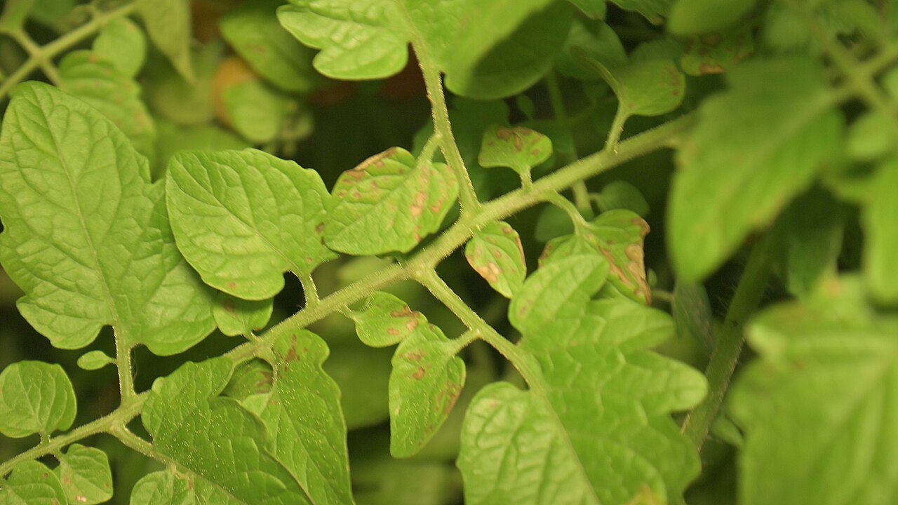 Small dark leaf-spot blight lesions spreading across a tomato leaf