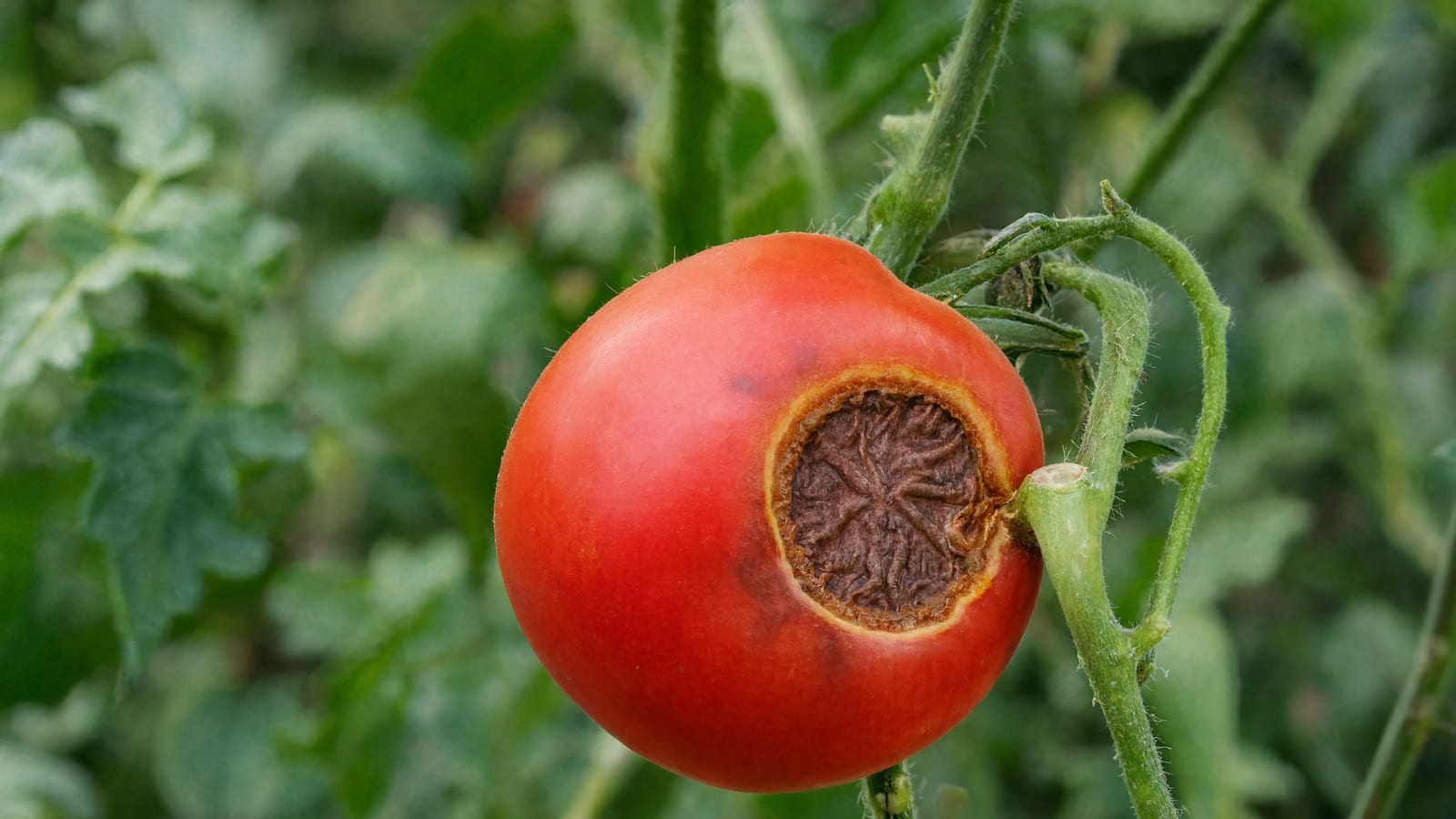 A ripe tomato on the vine with the dark sunken patch of blossom end rot on its bottom end