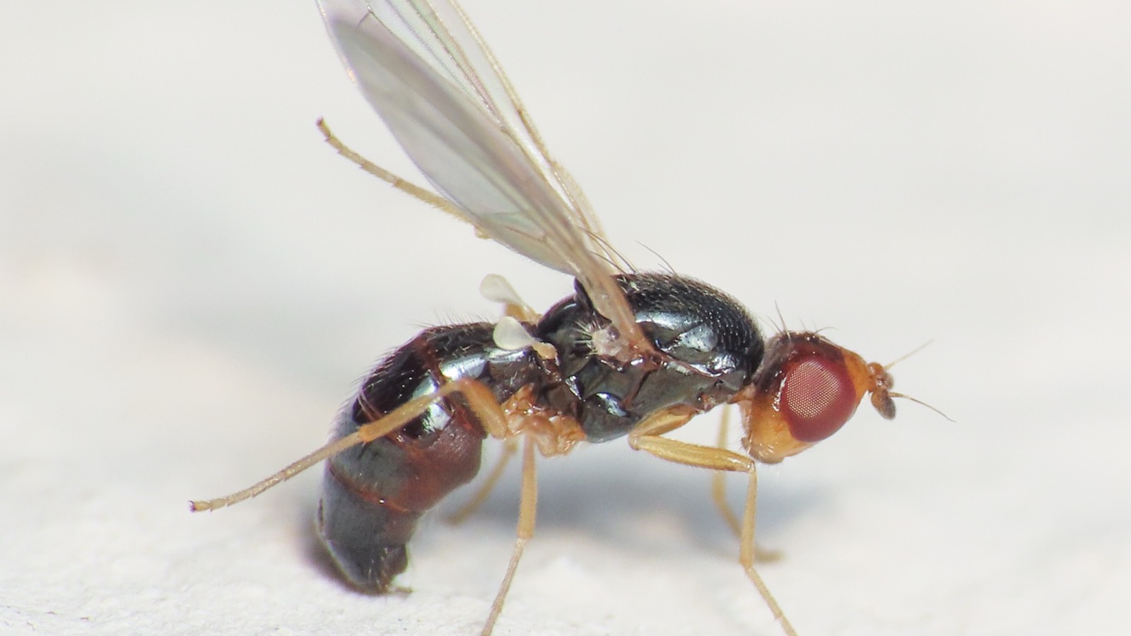 An adult carrot rust fly (Chamaepsila rosae) with a shiny black body and orange head
