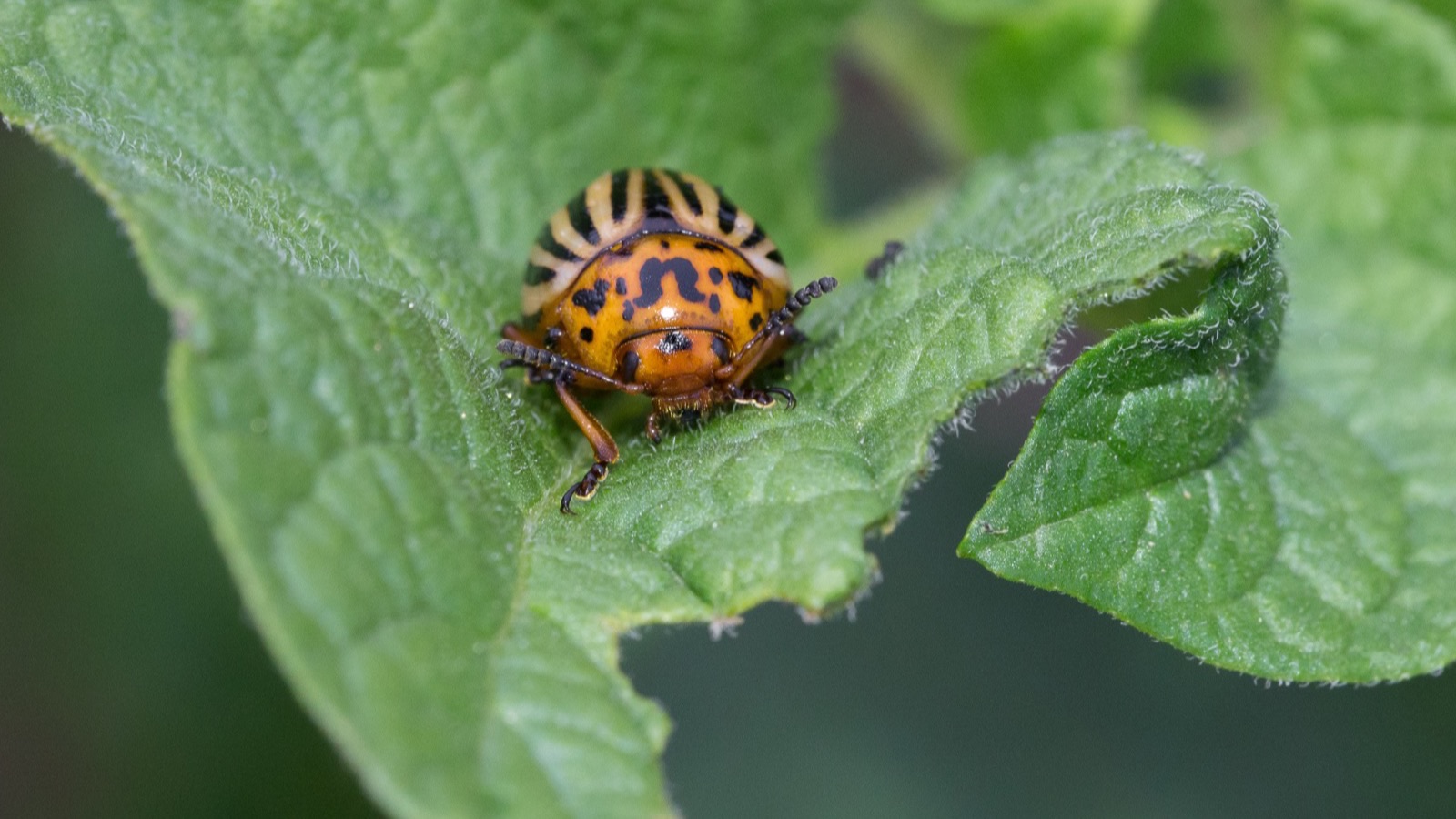 An adult Colorado potato beetle (Leptinotarsa decemlineata) with black-and-yellow striped wing covers
