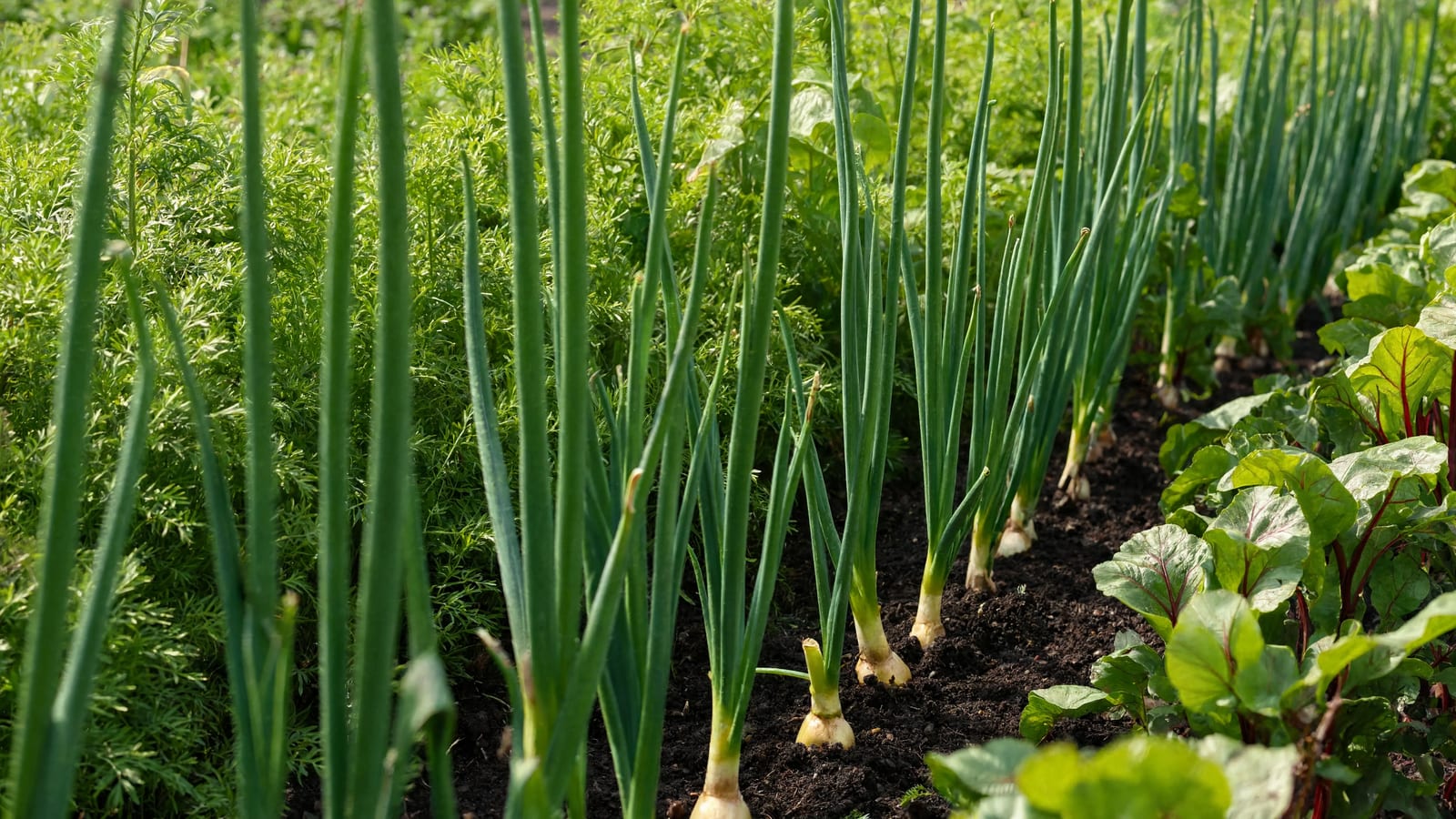 A row of onions with bulbs shouldering out of dark soil, interplanted with feathery carrot foliage and beet greens with red stems