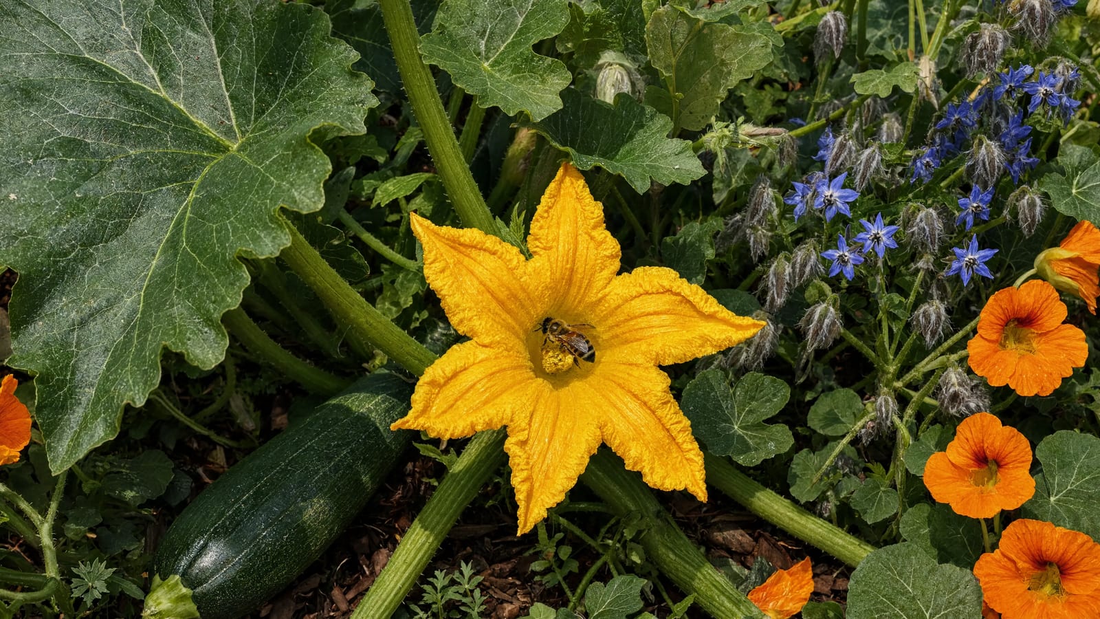 A bee inside an open yellow zucchini blossom, with a dark green zucchini below and borage and nasturtium flowering beside the plant
