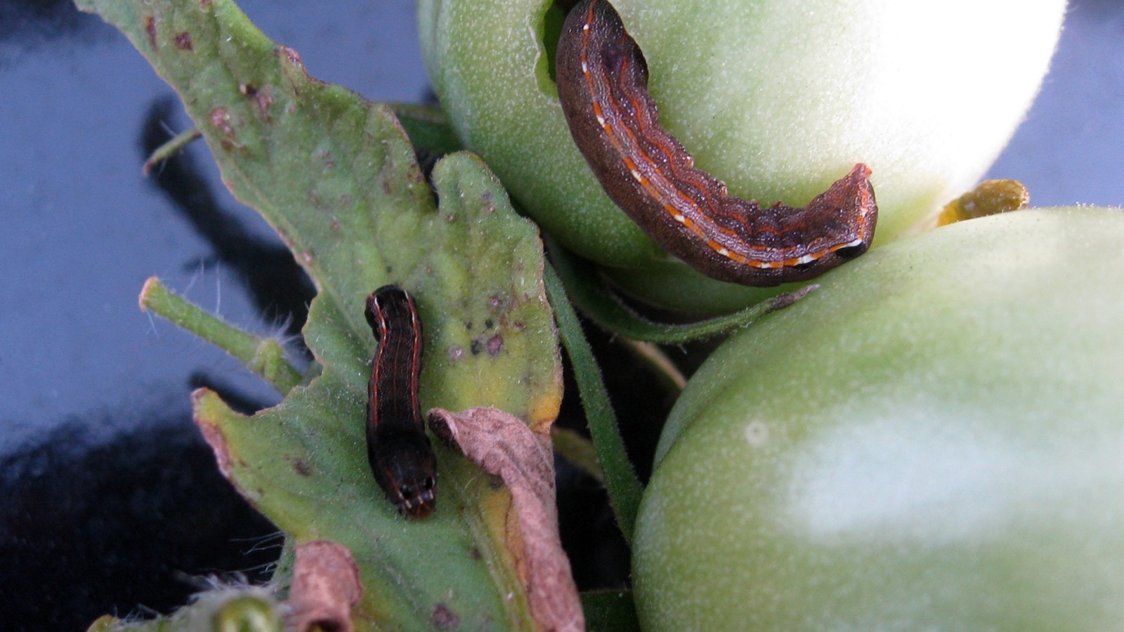A corn earworm caterpillar (Helicoverpa zea) feeding on an ear of corn