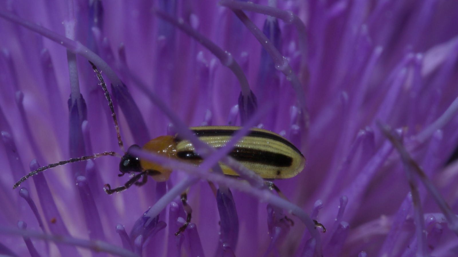 A striped cucumber beetle (Acalymma vittatum) on a leaf