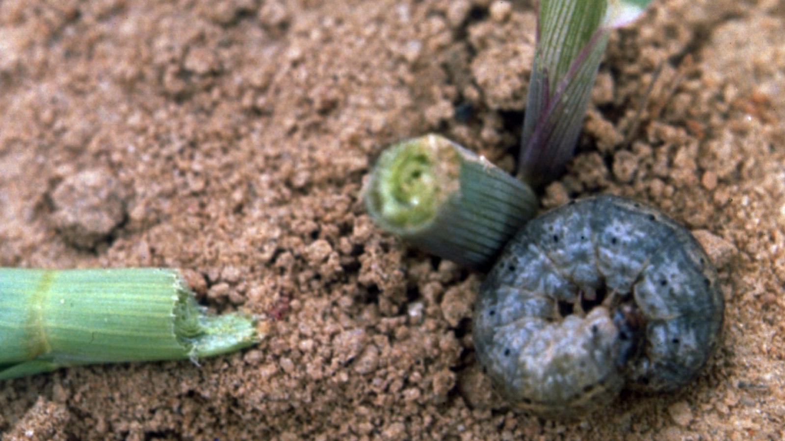 A gray-brown cutworm caterpillar (Agrotis ipsilon) curled on the ground