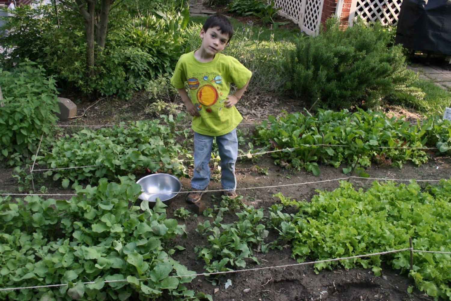 A home vegetable garden with rows of fresh greens ready to harvest
