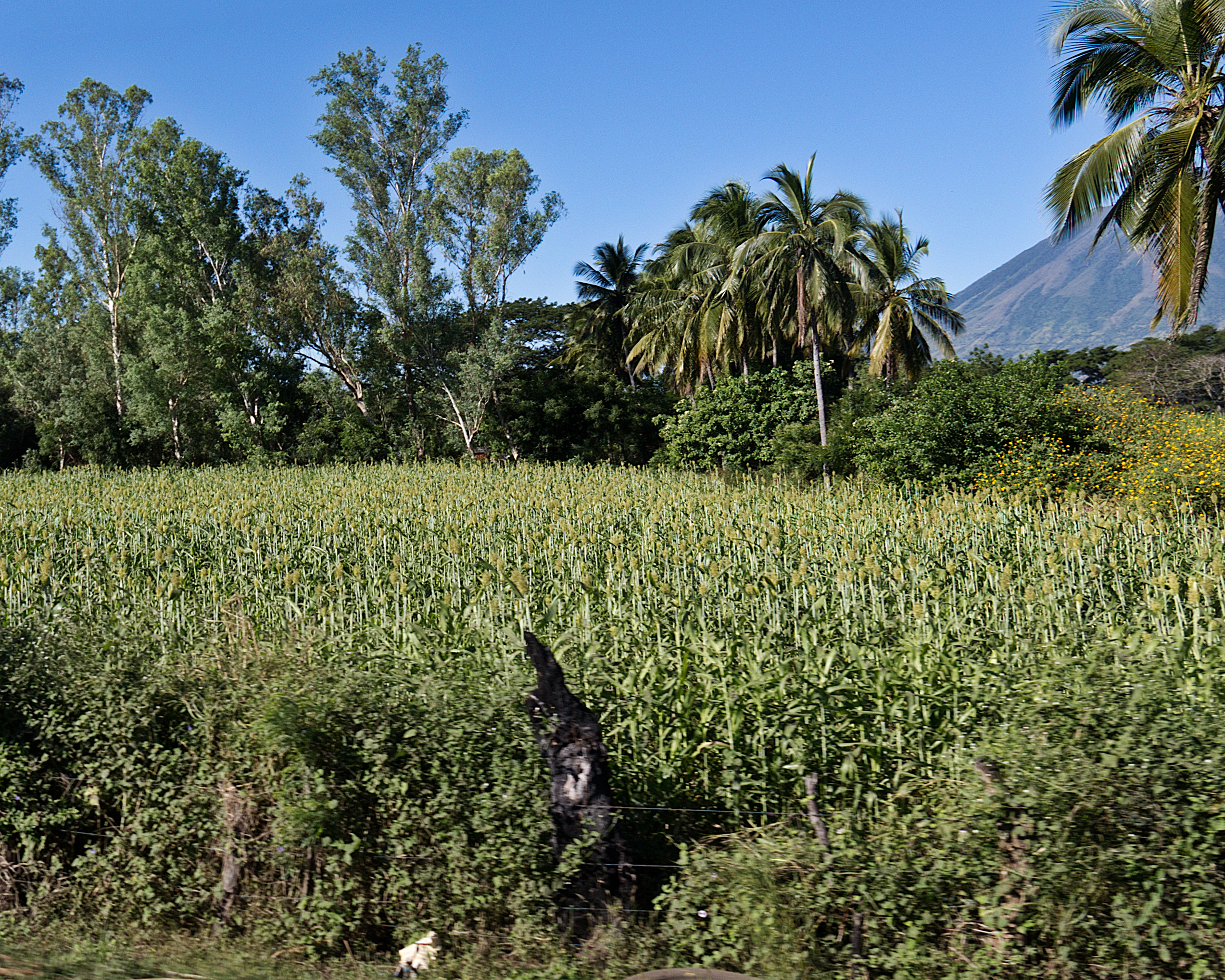 A green field of grain sorghum growing under a dry, sunny sky