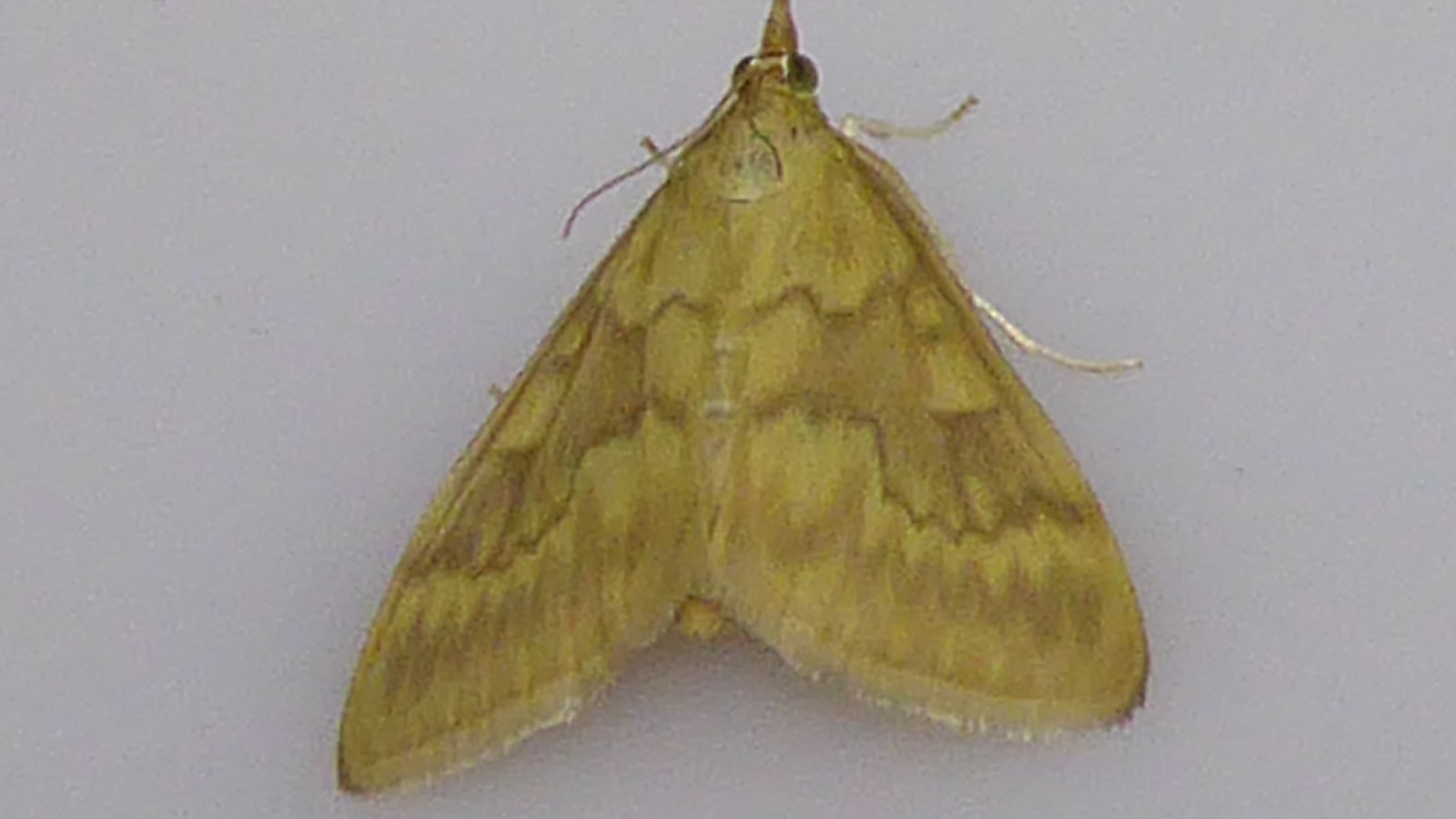 A European corn borer caterpillar (Ostrinia nubilalis) boring into corn