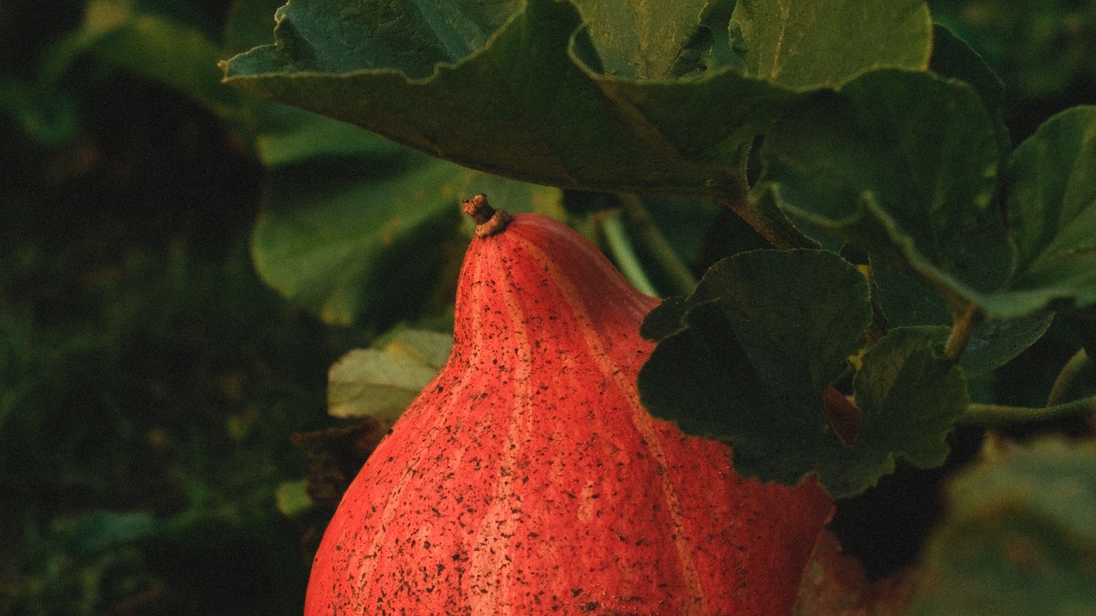 A fall vegetable garden with a pumpkin ripening among green leaves