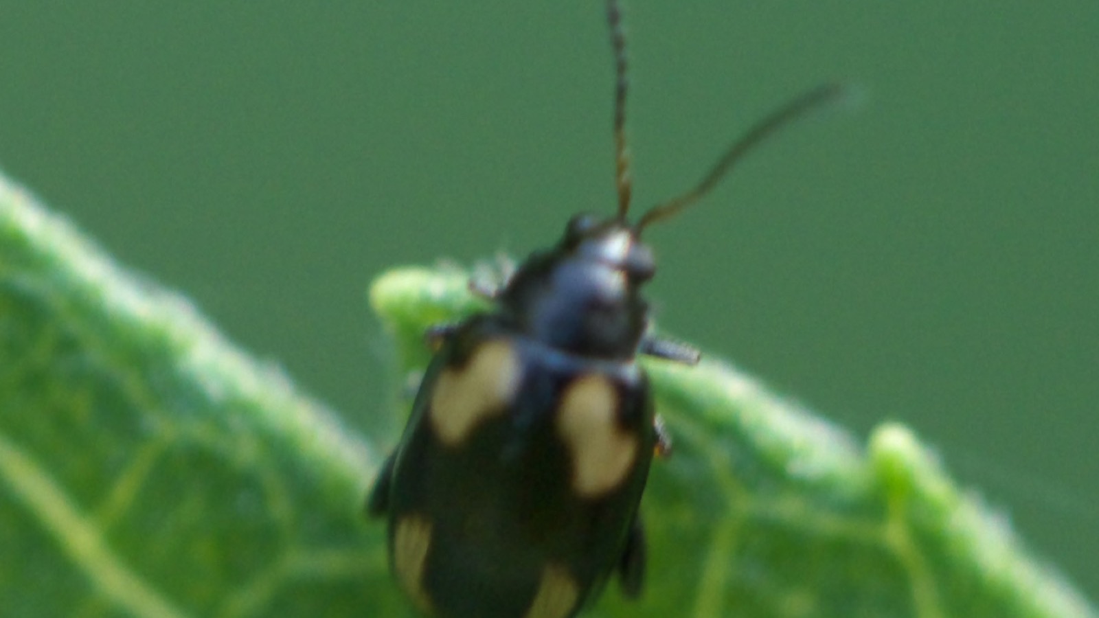 A tiny shiny black flea beetle (Alticini) on a leaf