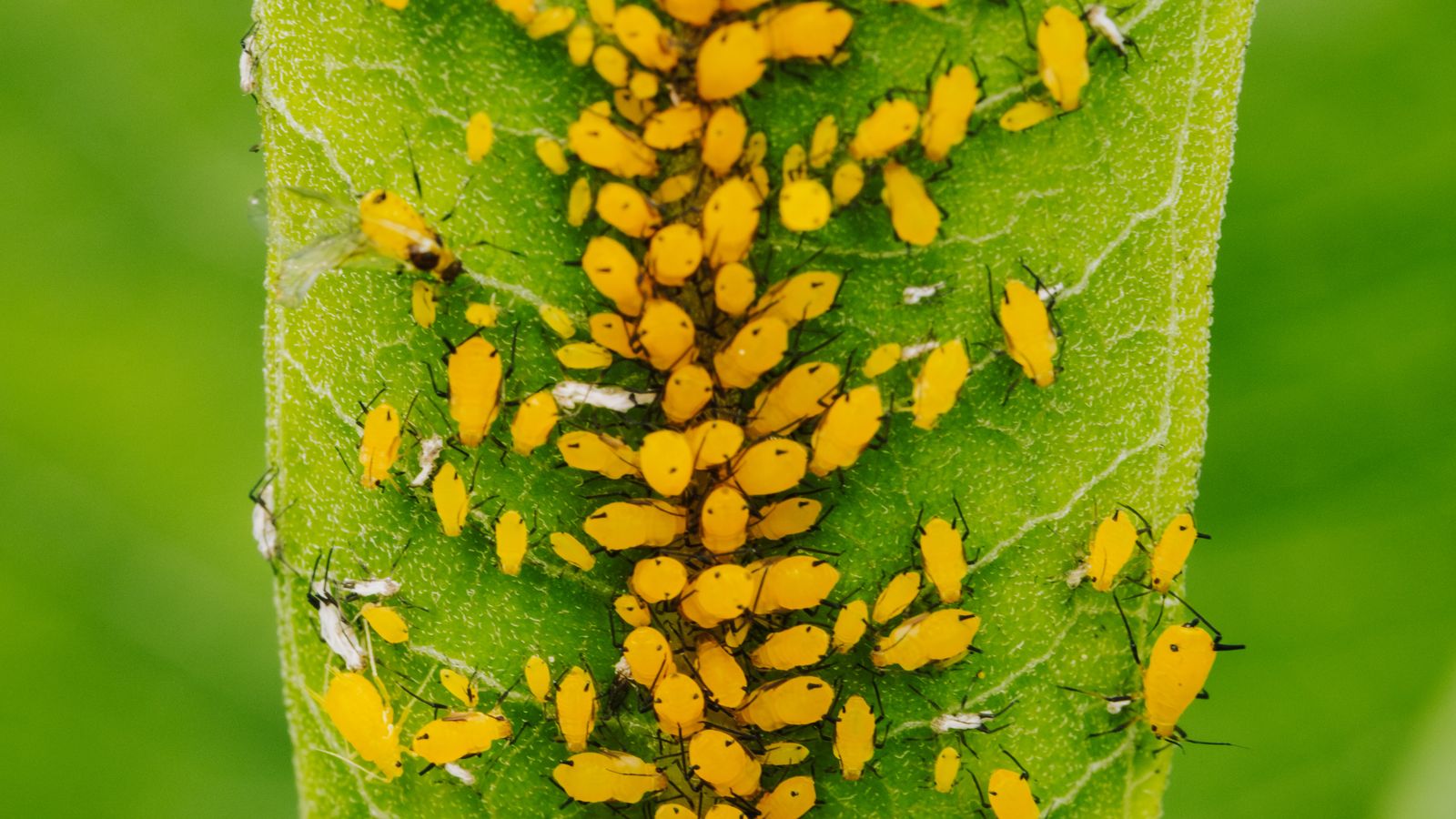 A close-up of aphids clustered on a green leaf