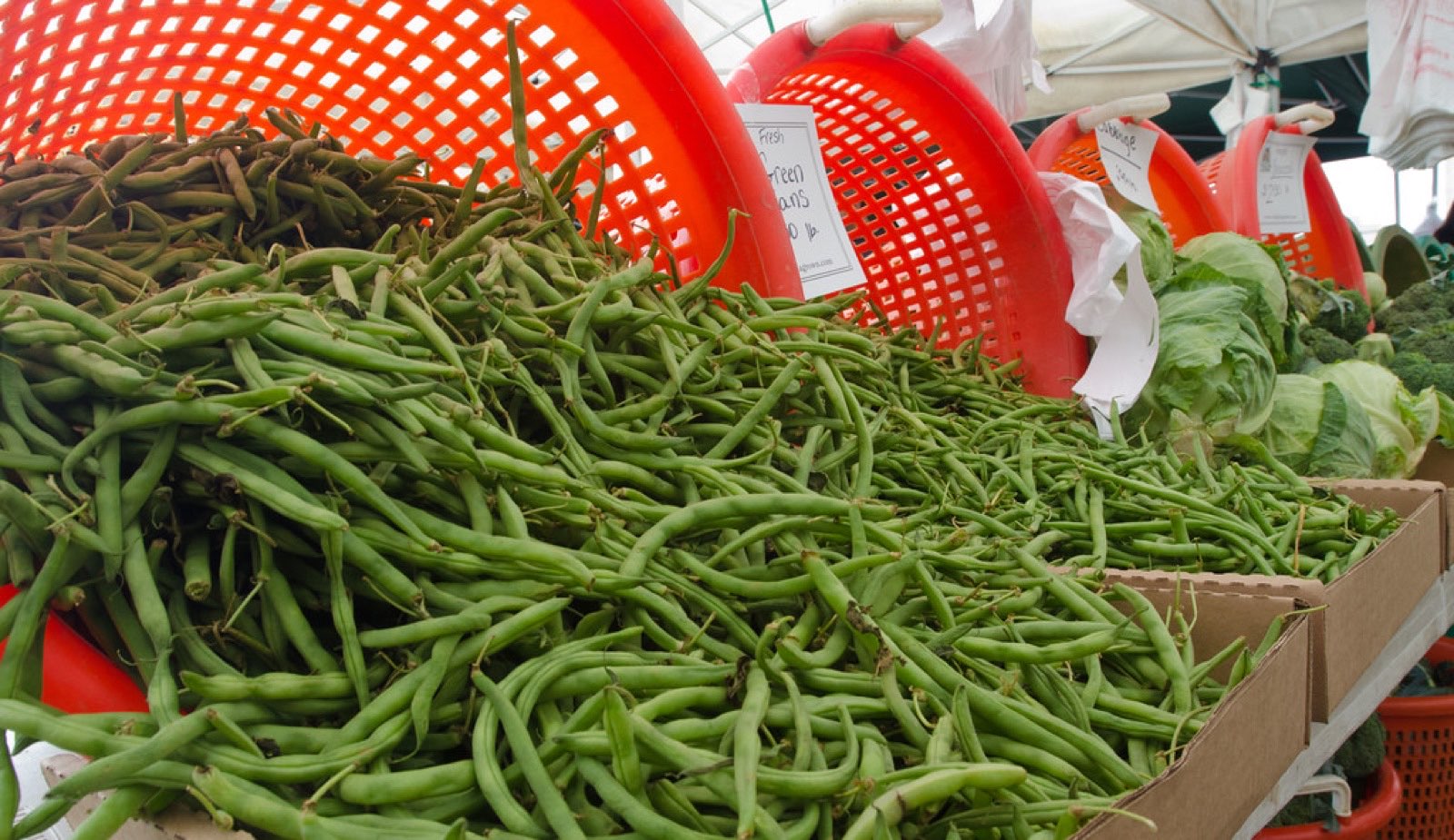 Baskets of freshly harvested green beans