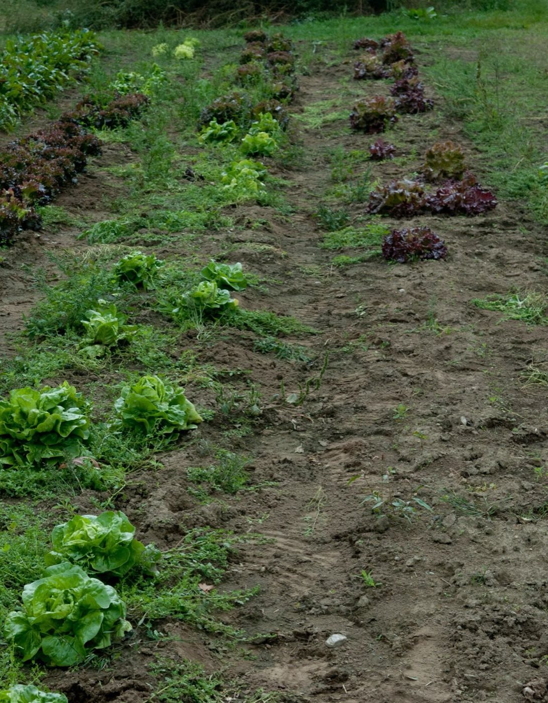 Rows of leaf lettuce growing in a garden bed