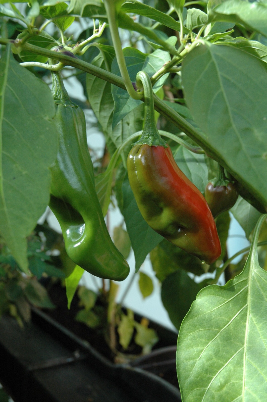 Peppers ripening on the plant