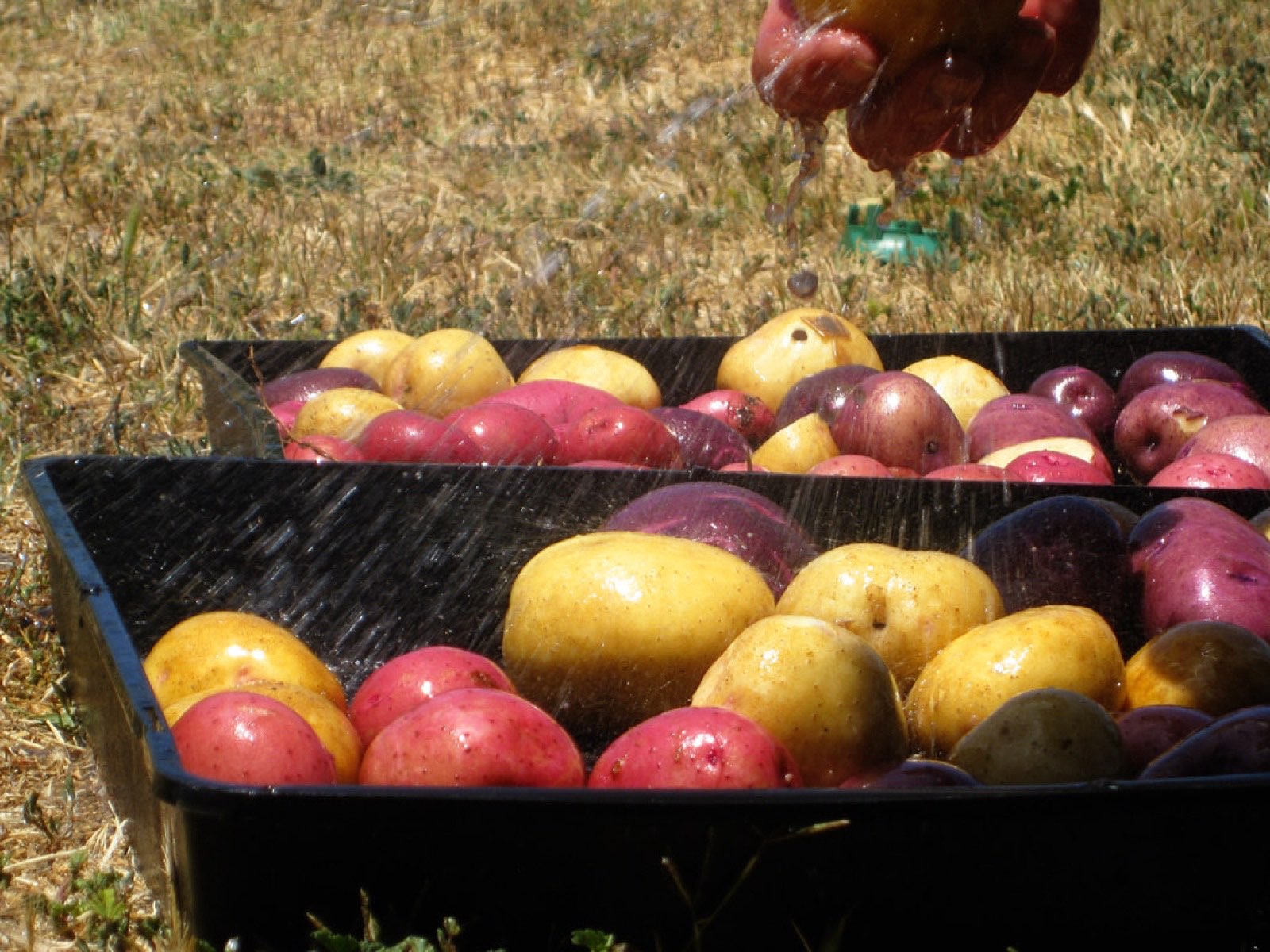 Freshly harvested potatoes in a garden bin