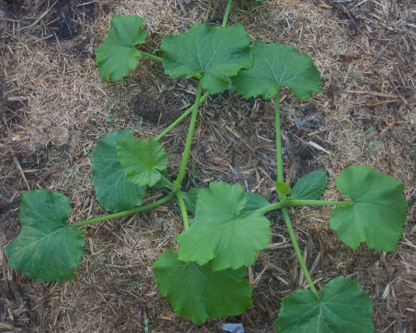 A young zucchini plant growing in a garden bed