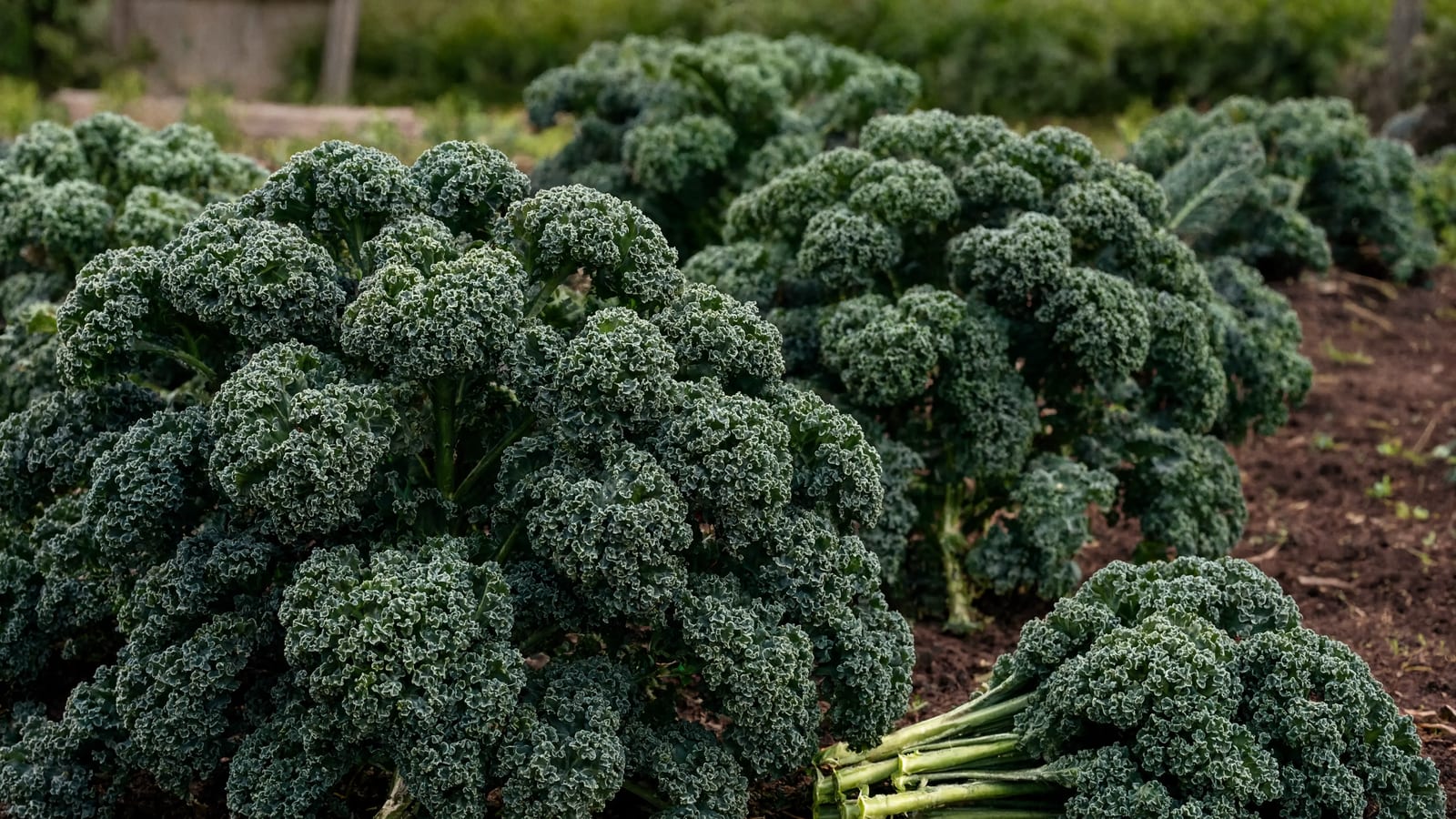 Fresh kale leaves harvested from the garden