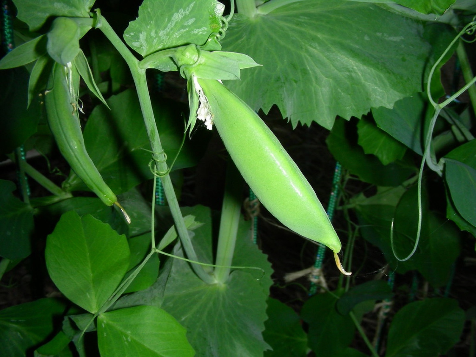 A sugar snap pea pod growing on the vine