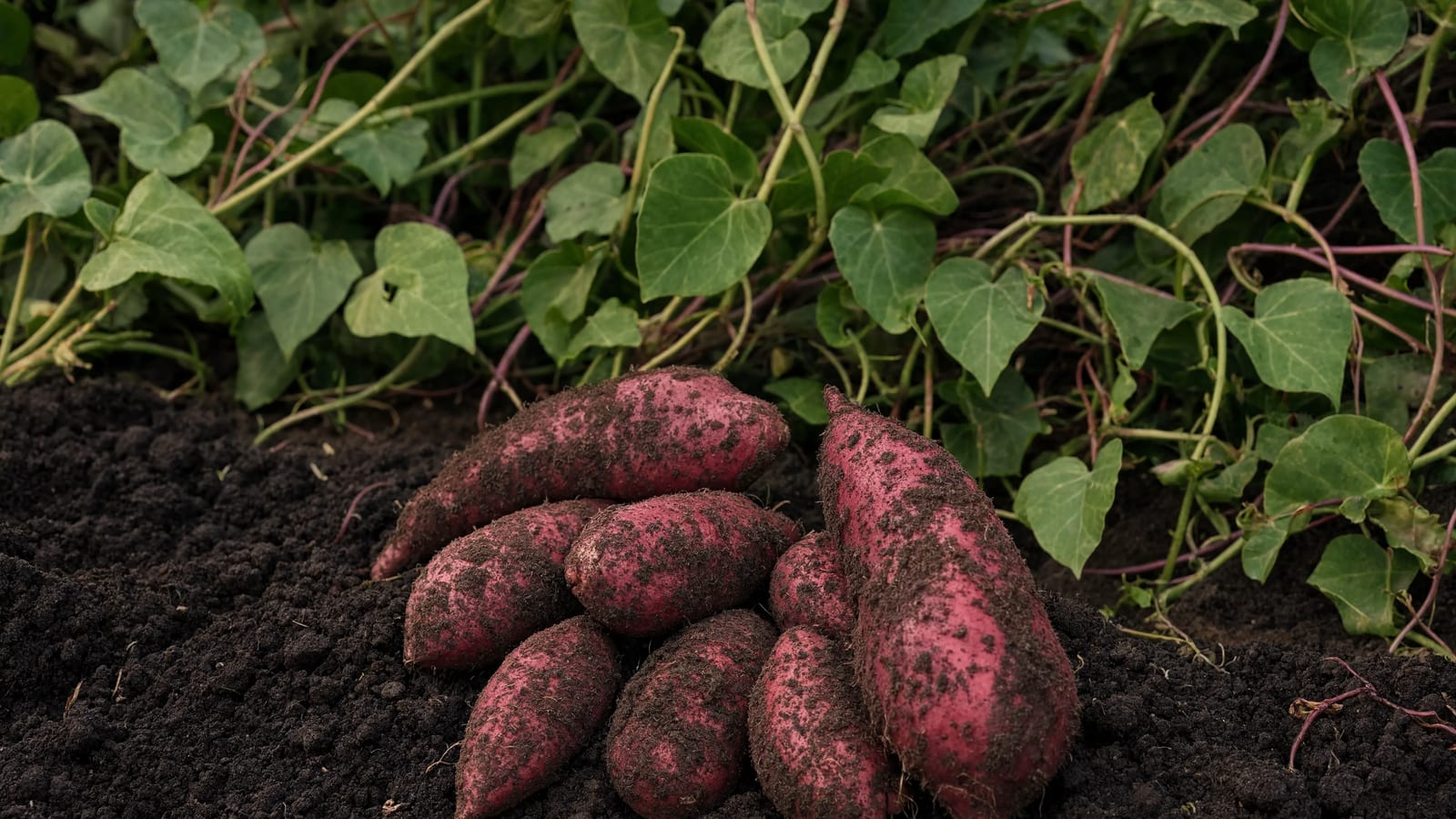 Freshly dug sweet potatoes on the garden bed beside their vine