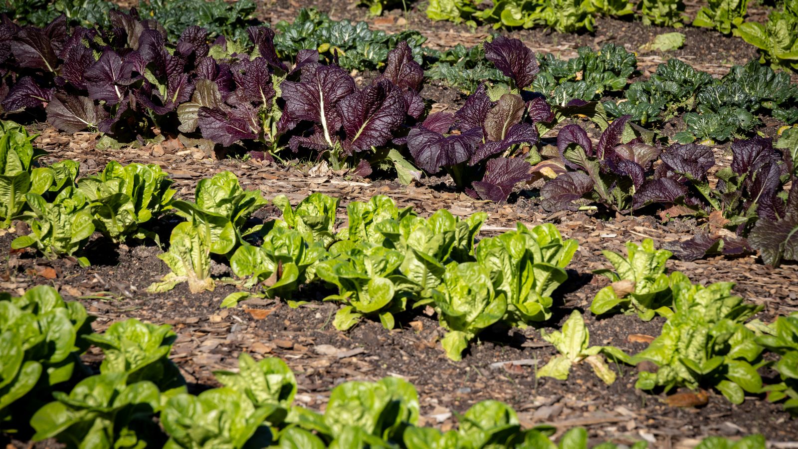 Neat rows of leafy greens growing directly in garden soil