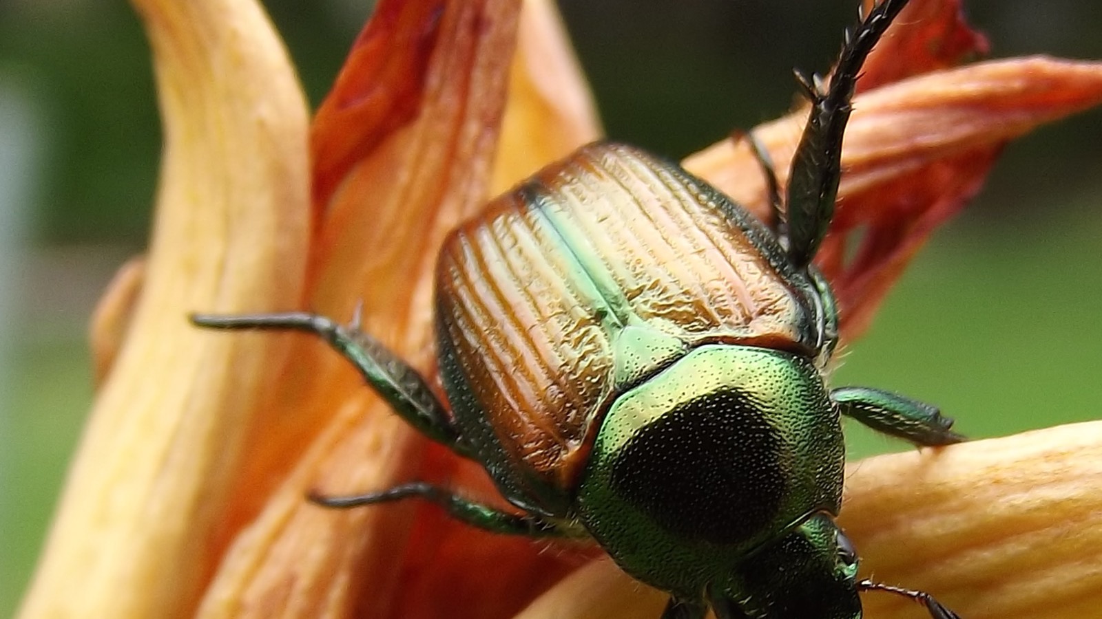 A metallic green-and-copper Japanese beetle (Popillia japonica) on a leaf