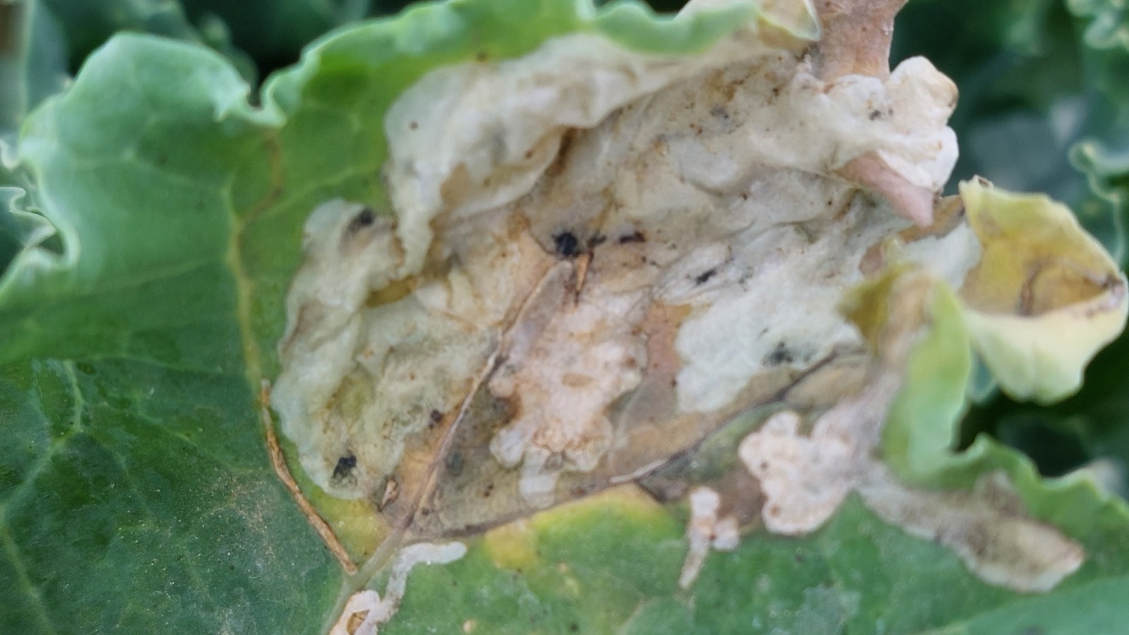 A pale serpentine leaf-miner tunnel winding across a leaf