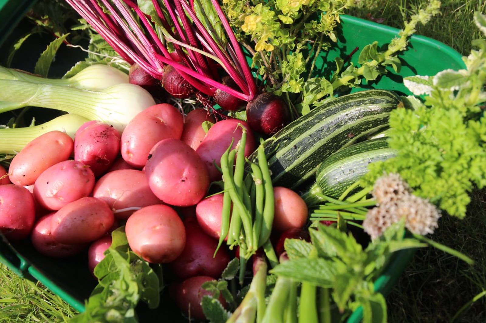 Freshly harvested whole vegetables from the garden