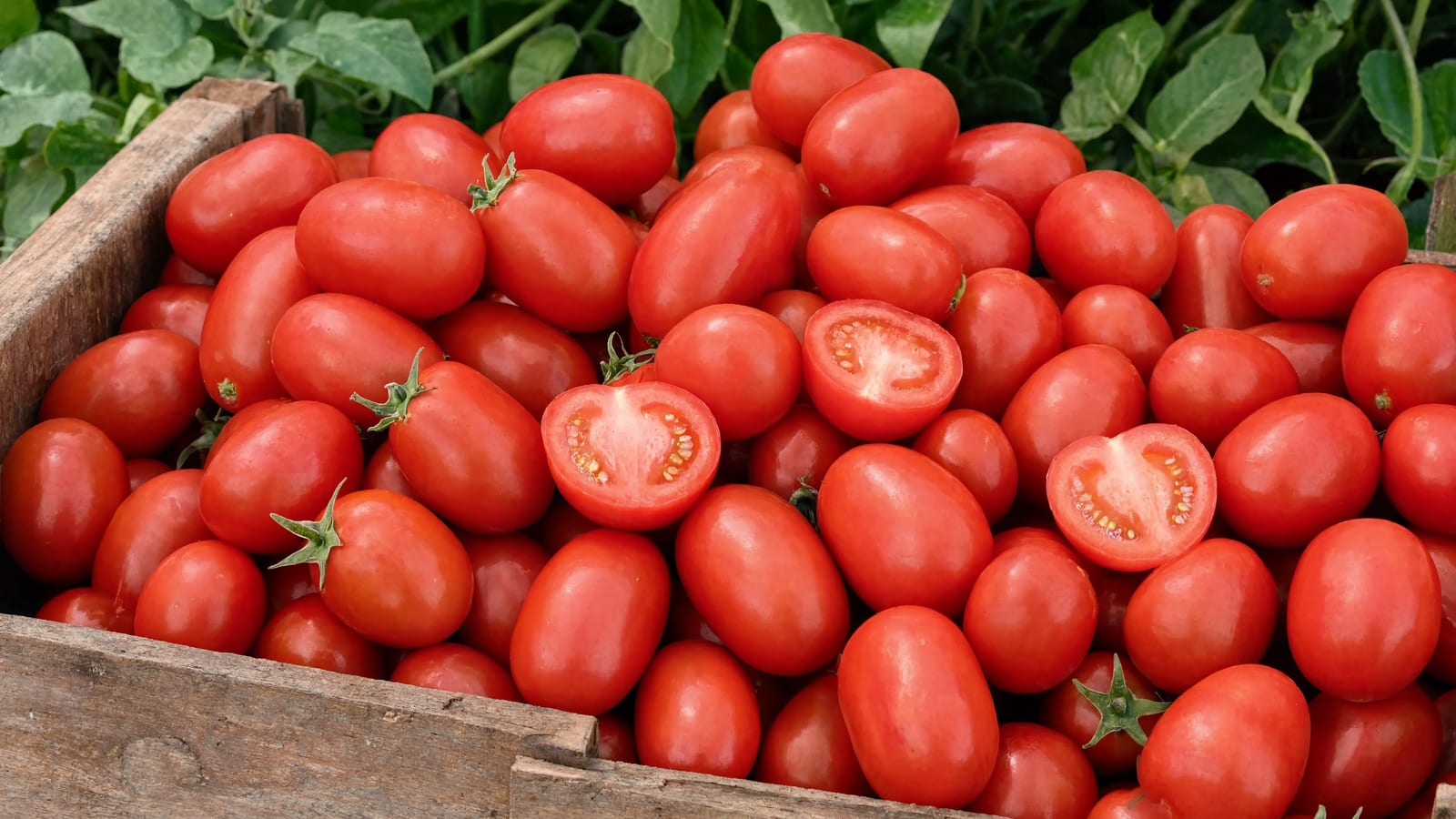 Fresh ripe tomatoes piled together at harvest time
