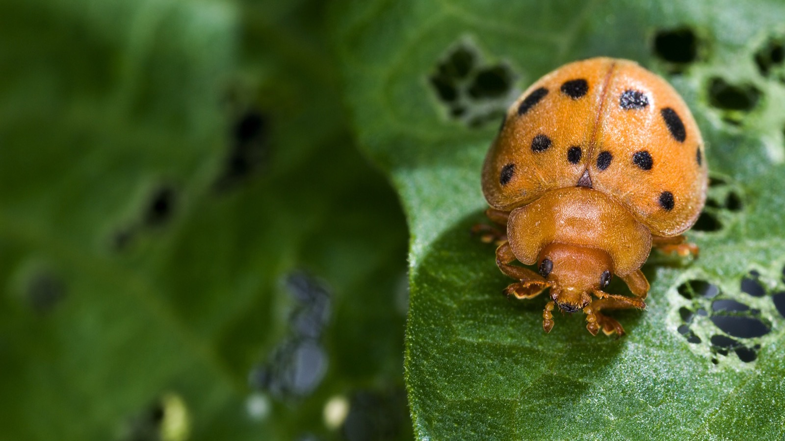 An adult Mexican bean beetle (Epilachna varivestis), a coppery spotted ladybeetle