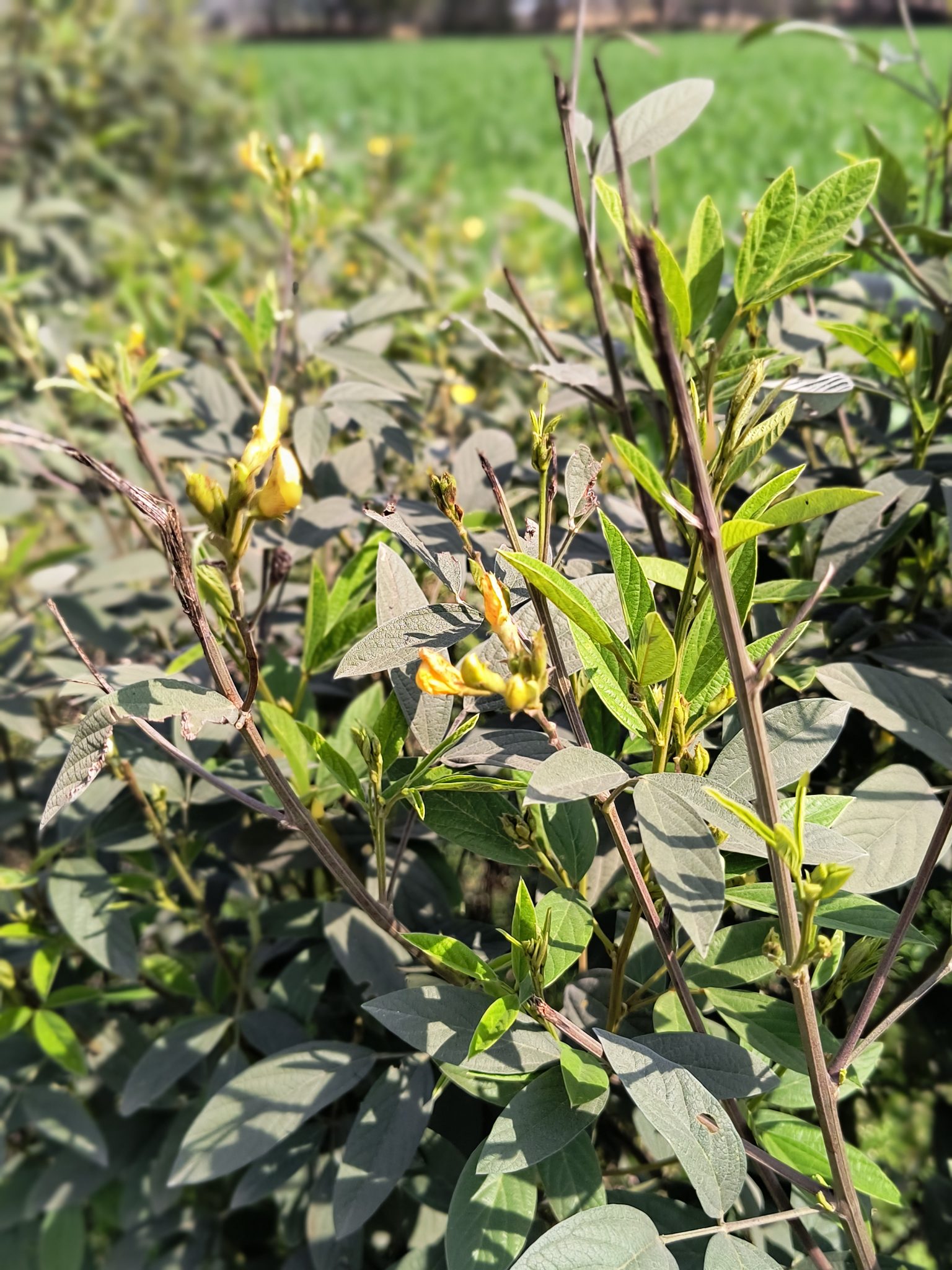 Pigeon pea plants with yellow flowers growing in a green field