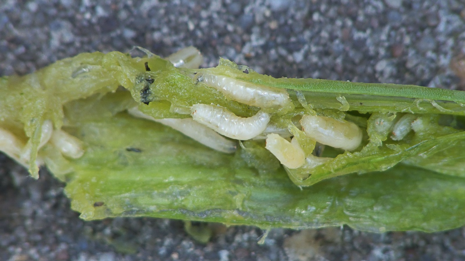 White onion maggot larvae (Delia antiqua) inside a damaged onion