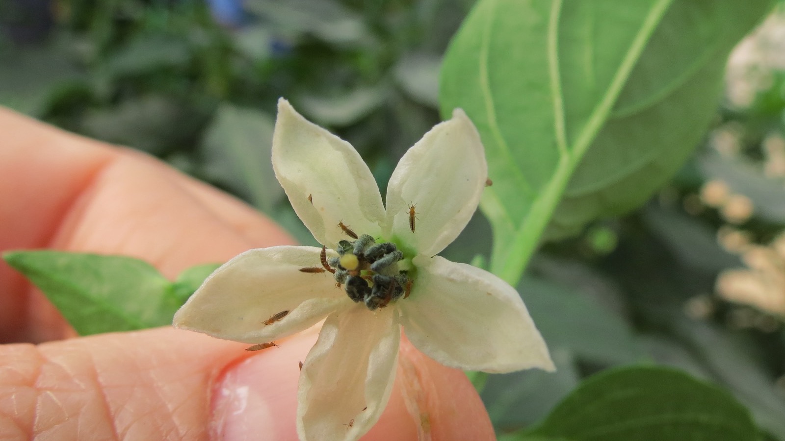 Slender thrips on a flower, the kind of tiny pest that includes onion thrips