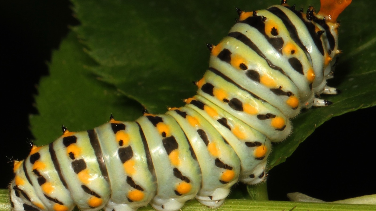 A green, black and yellow black swallowtail caterpillar (Papilio polyxenes)