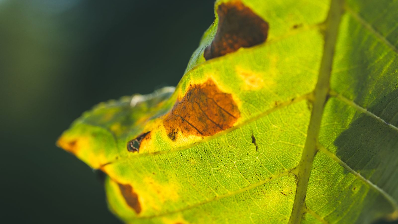 Backlit green leaf with rust-brown fungal leaf spot blotches