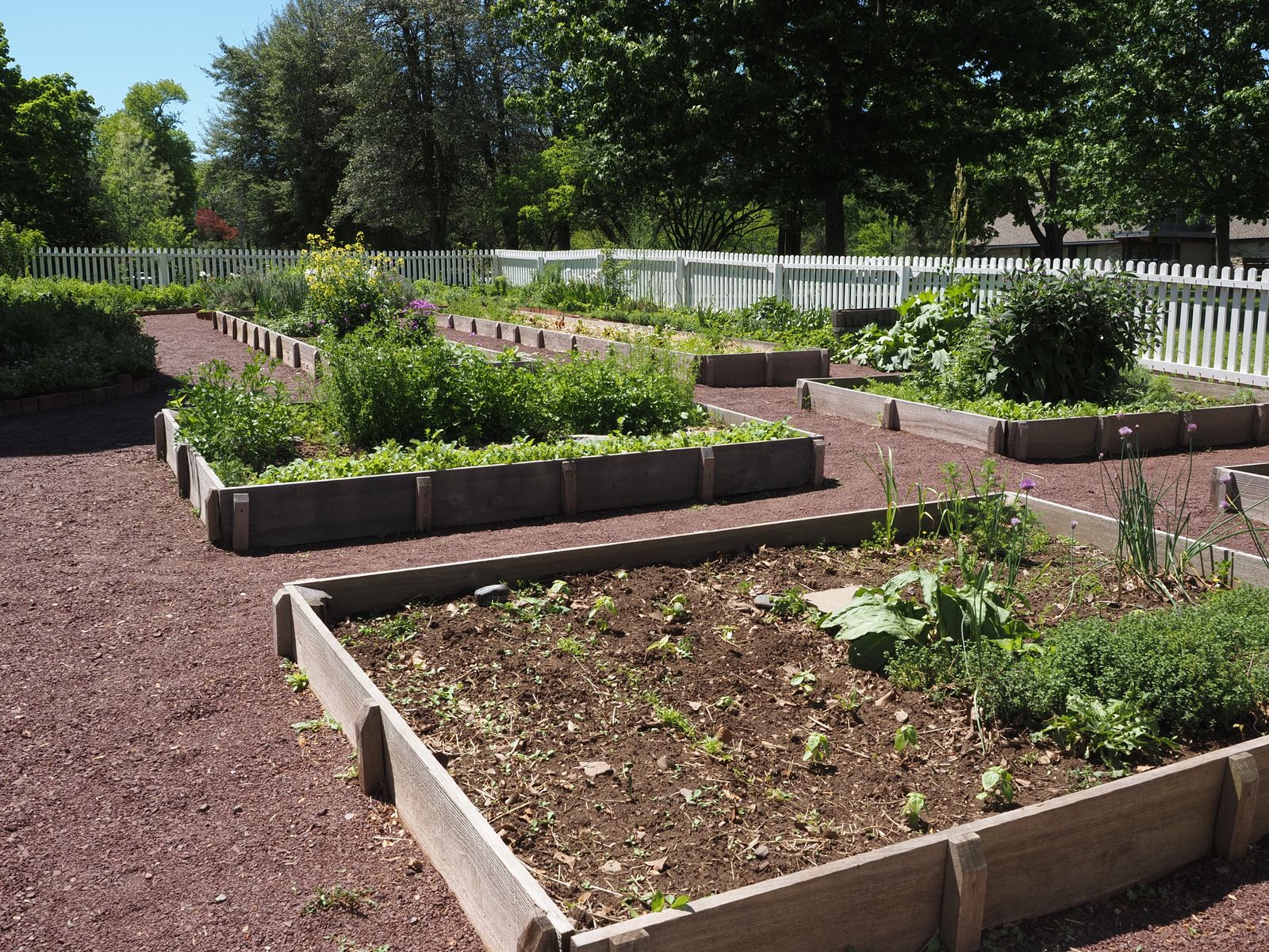A sunny backyard garden with multiple organized wooden raised beds