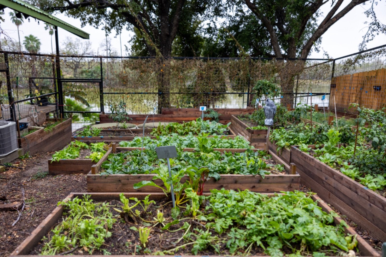 Several raised garden beds full of vegetables in a backyard