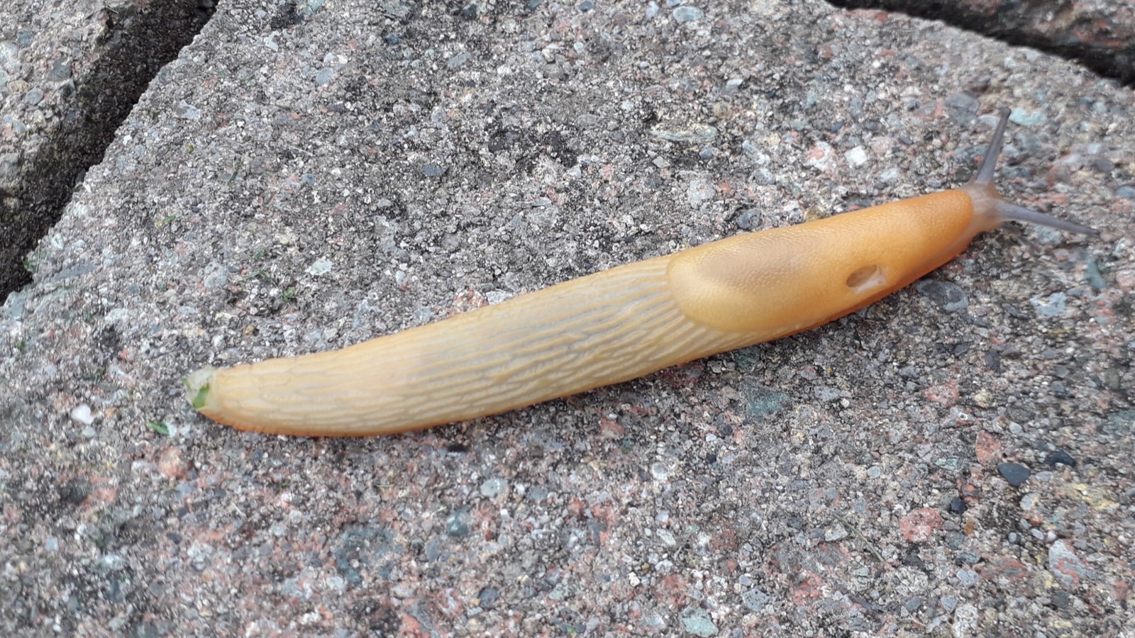 A garden slug crawling across a green leaf