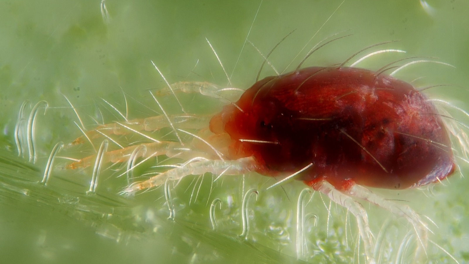 Spider mites and their fine silk webbing spun across foliage