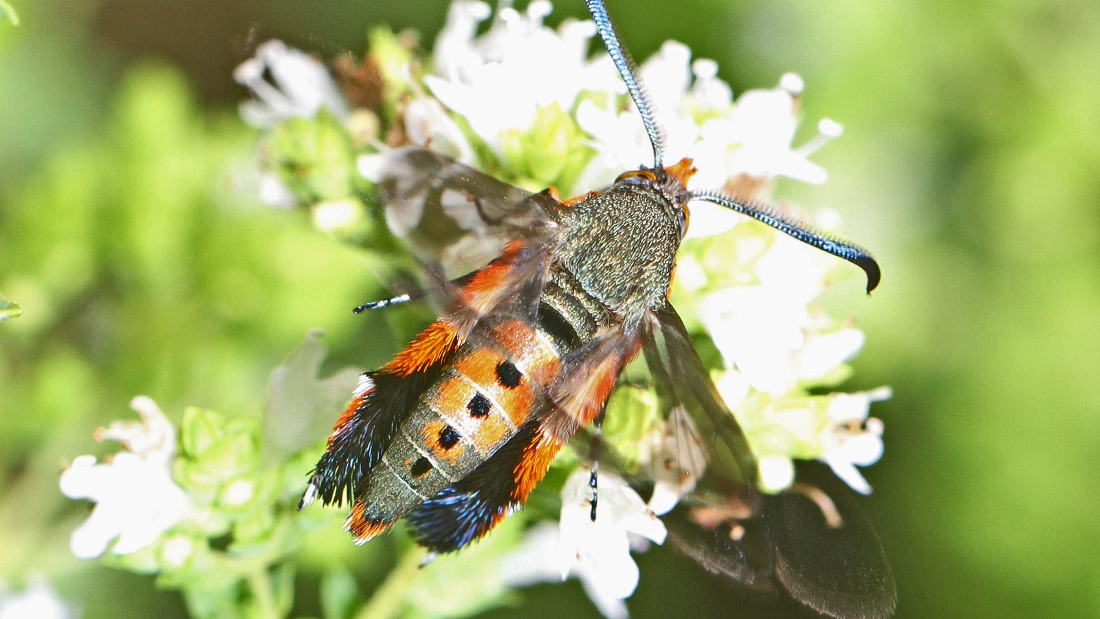 An adult squash vine borer moth with orange and black markings